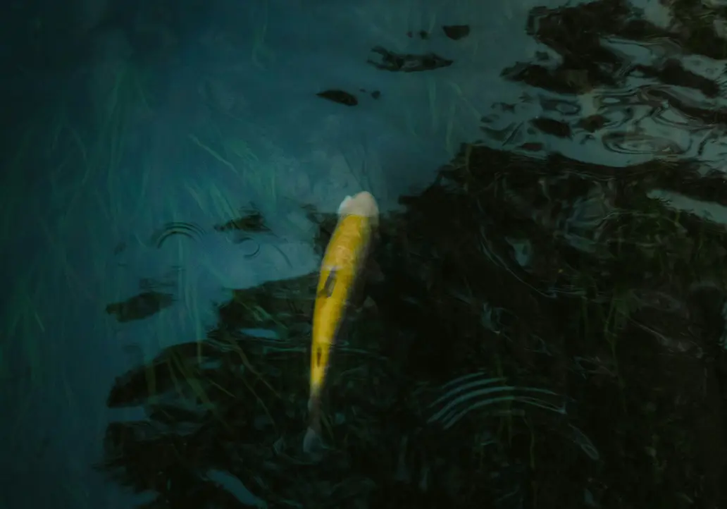 Keine Lust auf 08/15? Besuche unser Hotel unweit des Zeller Sees! Gelber Koi-Fisch schwimmt im dunklen Teich mit Wasserreflexionen