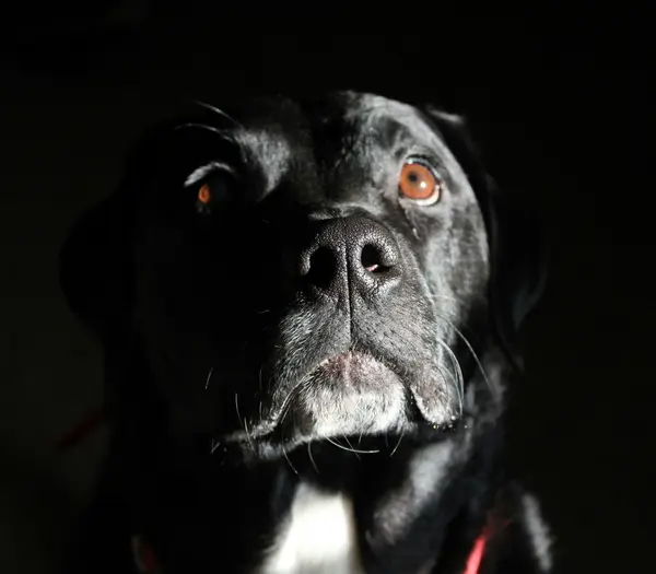 Ein Hotel mit Hund im SalzburgerLand besuchen? Nahaufnahme eines schwarzen Hundes mit braunen Augen vor dunklem Hintergrund
