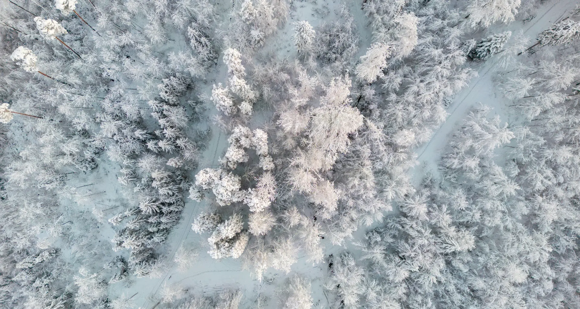 Luftaufnahme eines verschneiten Waldes mit schneebedeckten Bäumen und Pfaden
