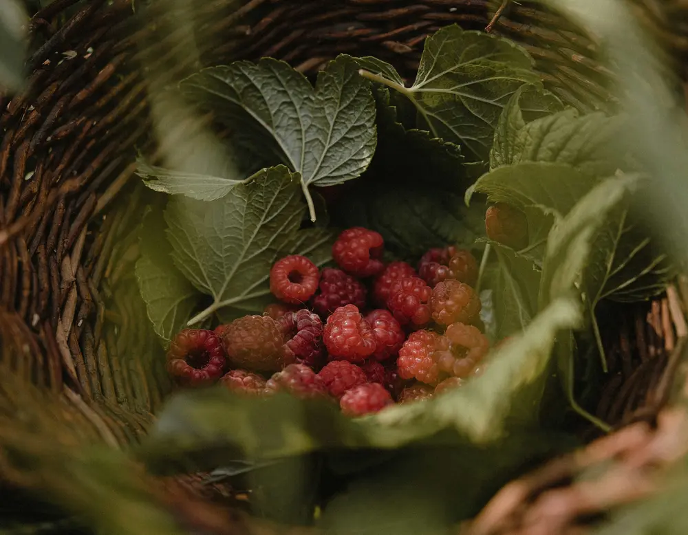 Frequently asked questions about Designer Motel glockna Basket with red raspberries and green leaves outdoors
