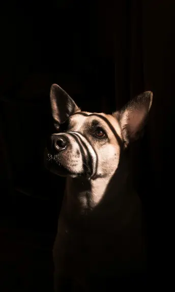 Ein Hotel mit Hund im SalzburgerLand besuchen? Hund mit Streifenmuster aus Licht und Schatten im dunklen Raum