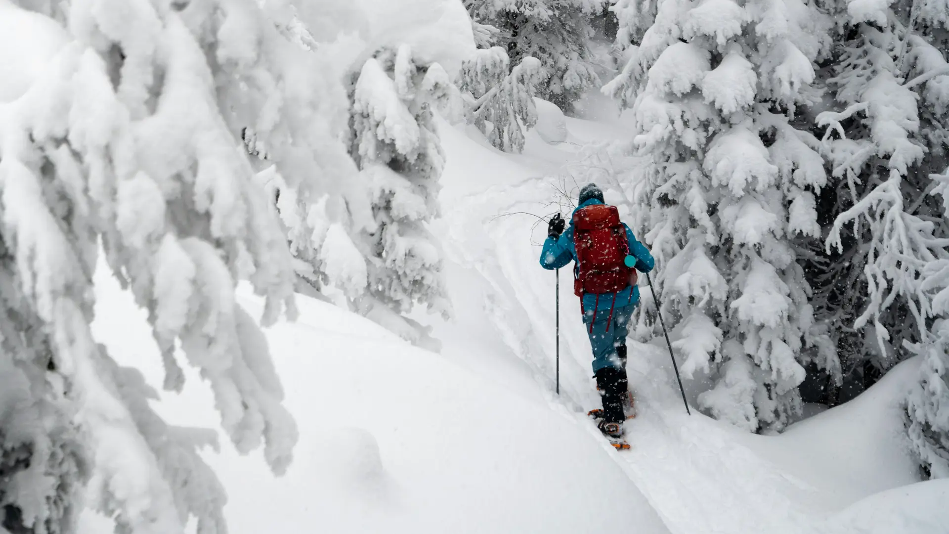 glockna, dein Hotel für Wanderurlaub bei den Hohen Tauern Person beim Schneeschuhwandern durch verschneiten Wald mit hohen Tannen