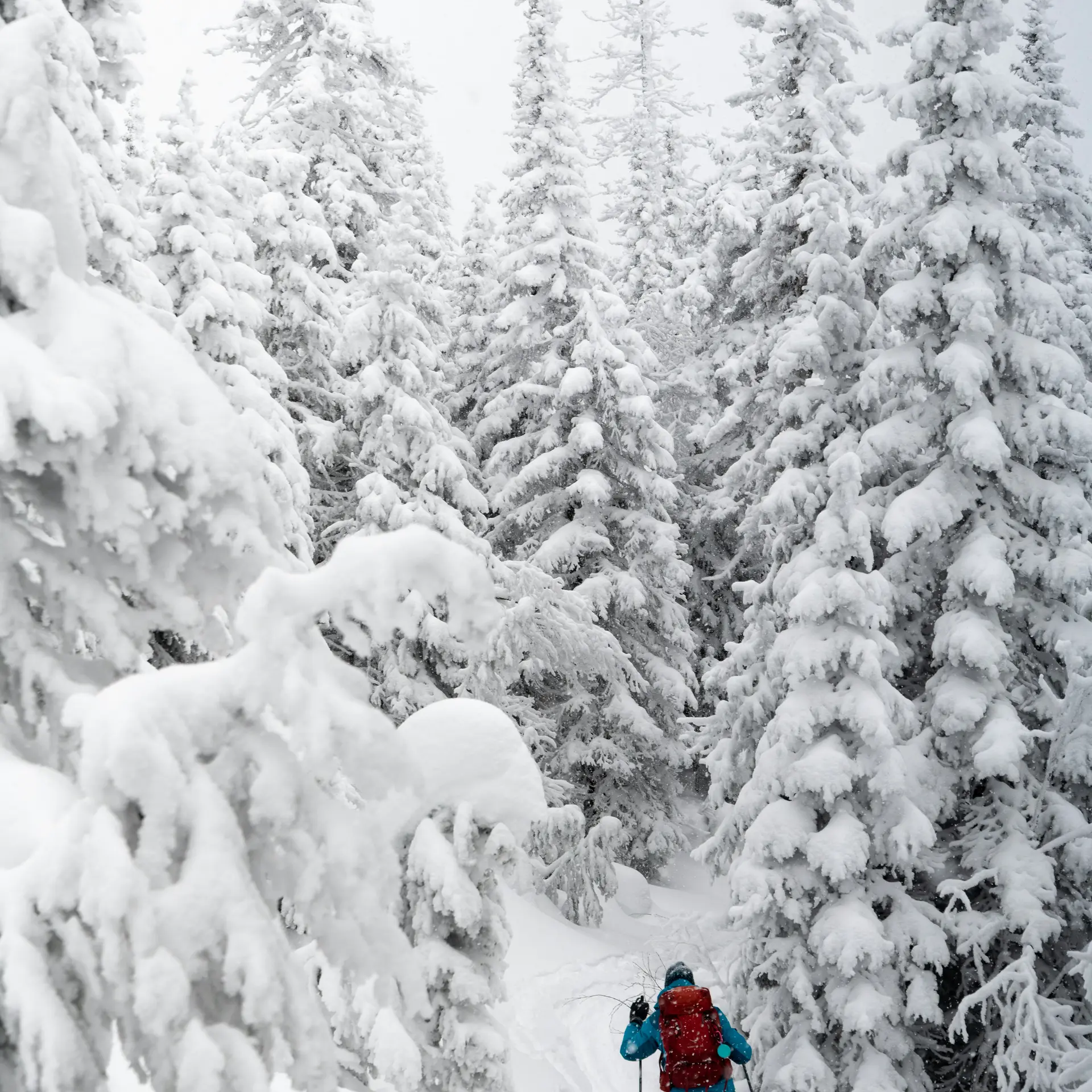 Person beim Schneeschuhwandern durch verschneiten Wald mit hohen Tannen