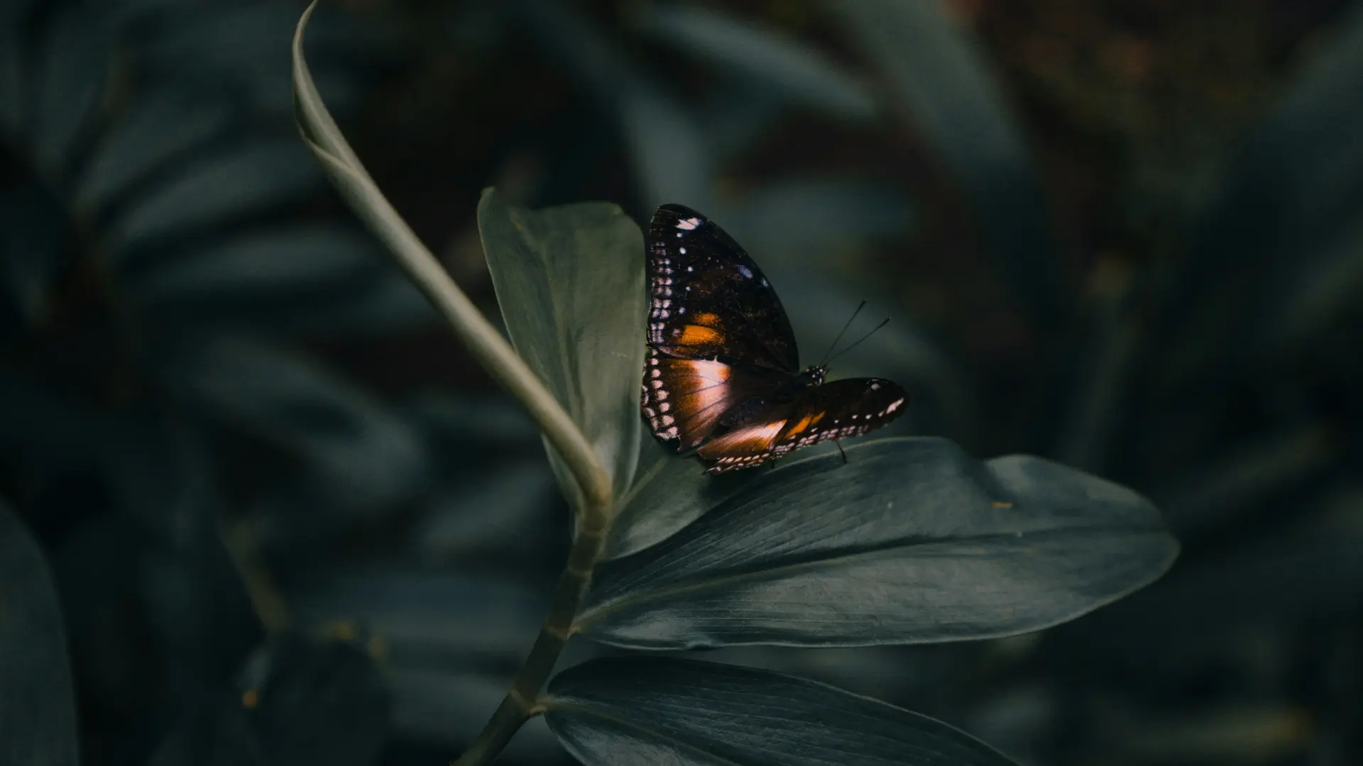 Hotel offers for the Salzburg region Butterfly with orange wings resting on dark green leaf