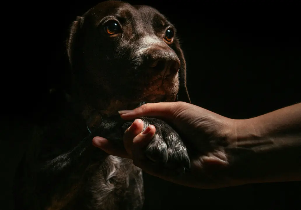 Ein Hotel mit Hund im SalzburgerLand besuchen? Hund gibt Pfote in einer dunklen Umgebung, gehalten von einer menschlichen Hand