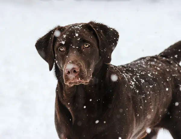 Der Aktivurlaub im SalzburgerLand mit Beschleuniger Schokoladenbrauner Labrador im Schnee mit fallenden Schneeflocken