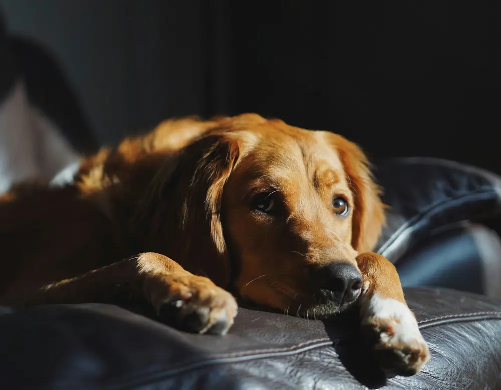 Frequently asked questions about Designer Motel glockna Dog lying on a leather sofa in sunlight