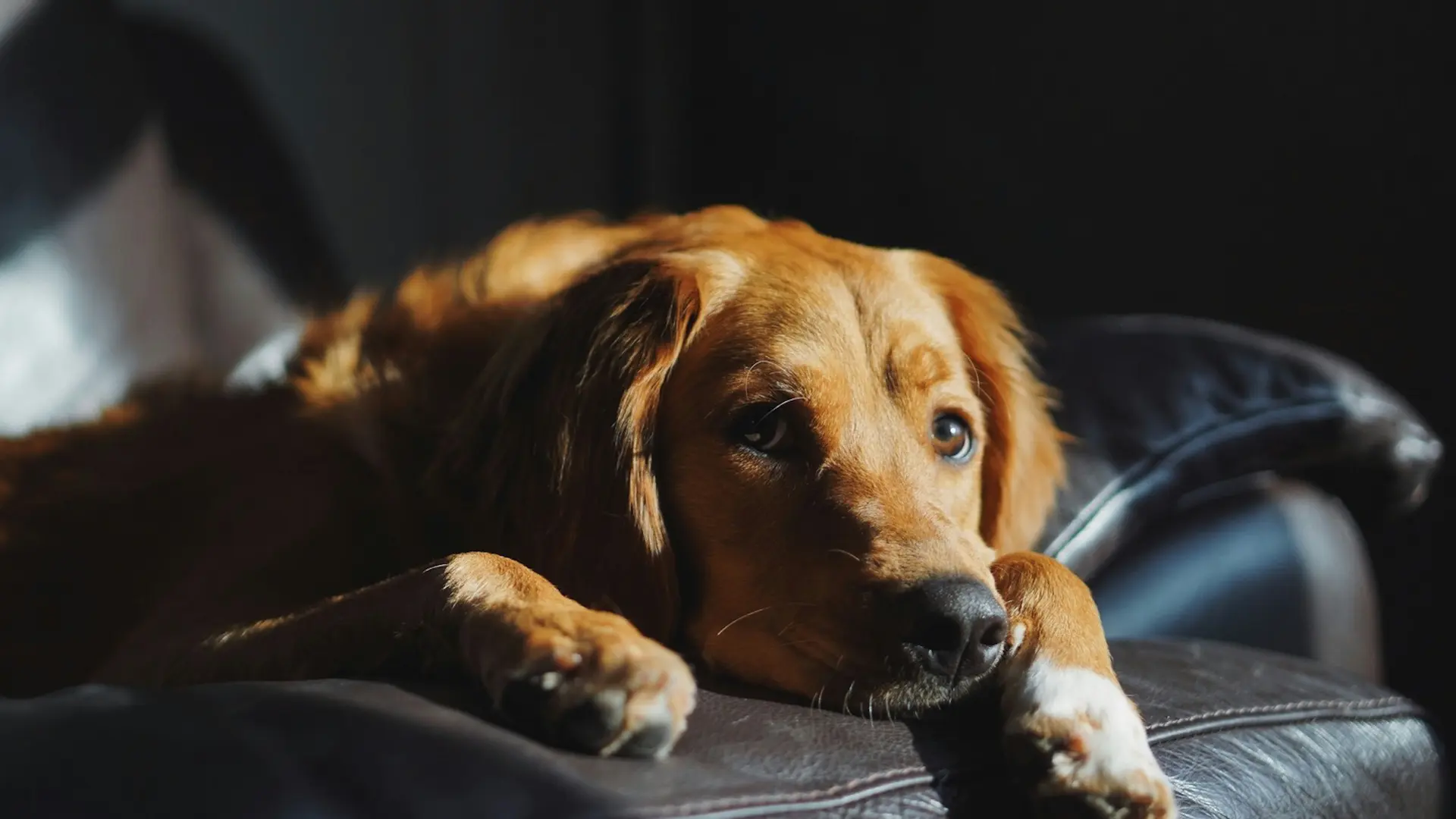 Ein Hotel mit Hund im SalzburgerLand besuchen? Liegender Hund auf einem Ledersofa im Sonnenlicht
