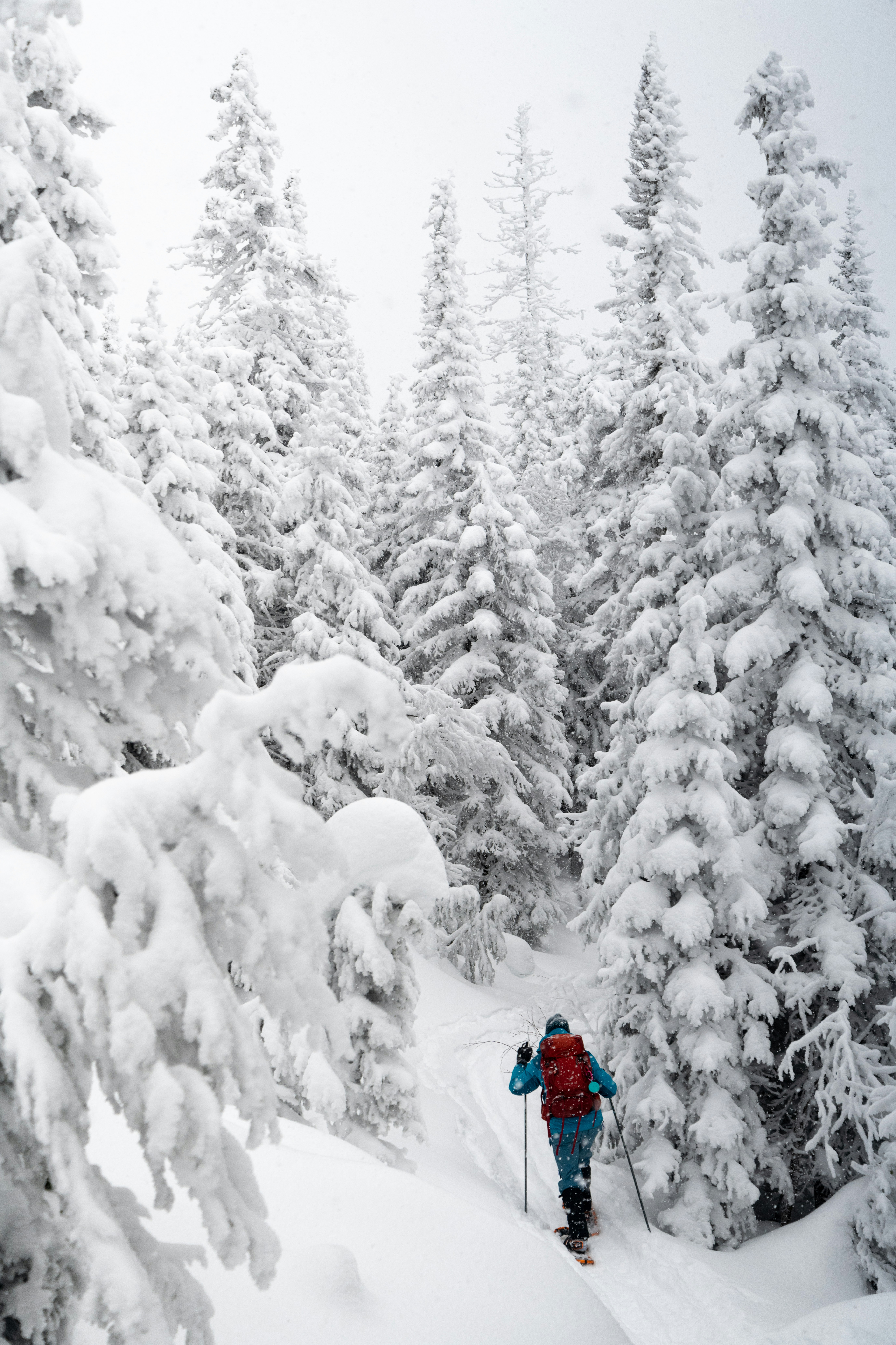 glockna, dein Wellnesshotel an der Großglockner Hochalpenstraße Person beim Schneeschuhwandern durch verschneiten Wald mit hohen Tannen